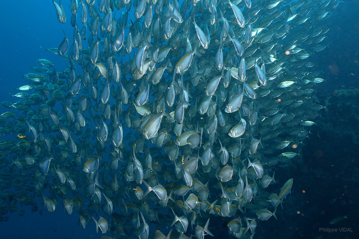 Thailand 2015 - Ko Tao - Fusiliers Caesio azur - Caesio caerulaurea _IMG_3620_rc.jpg